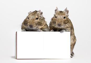 Image showing two hamsters with blank poster in paws