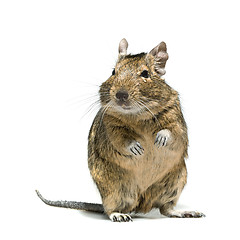 Image showing degu rodent pet with tear in eye