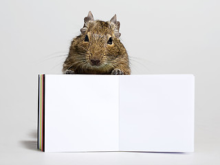 Image showing funny hamster with blank poster in paws