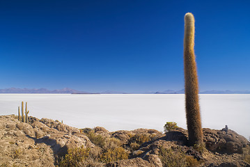 Image showing Cactus by slat planes