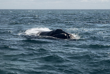 Image showing Whale