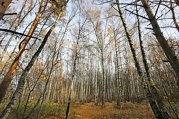 Image showing autumn landscape 