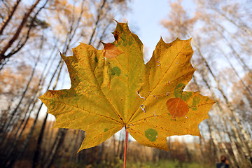 Image showing Beautiful yellow maple 