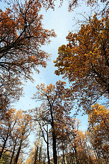 Image showing autumn landscape 