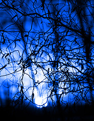 Image showing Tree branches on dramatic sunset sky - blue tone