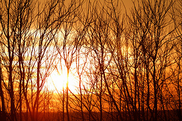 Image showing Tree branches on dramatic sunset sky - abstract photo