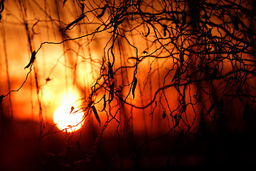 Image showing Tree branches on dramatic sunset sky - abstract photo