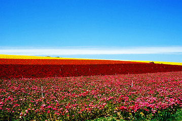 Image showing Flower farm