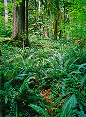 Image showing Forest