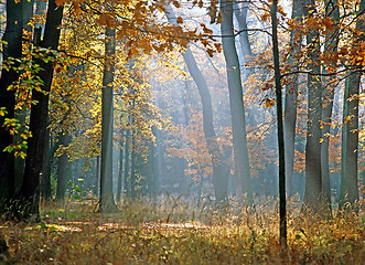 Image showing Autumn forest