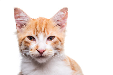 Image showing Orange Kitten