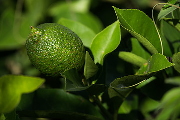 Image showing Lemon Tree