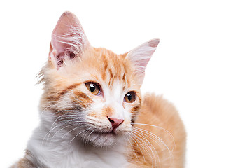 Image showing Orange Kitten