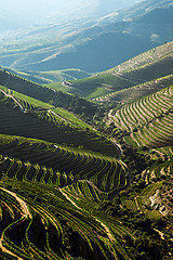 Image showing Douro Vineyards by the River