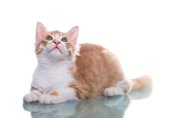 Image showing Orange Kitten