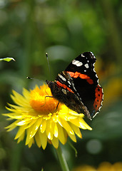 Image showing Butterfly in Morning Light