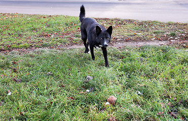 Image showing wild dogs 