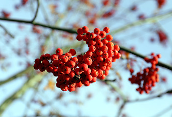 Image showing Large red rowan 