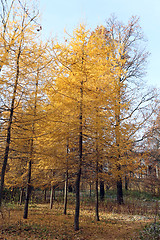 Image showing autumn landscape 