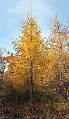 Image showing autumn landscape 