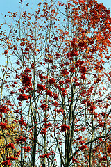 Image showing Large red rowan 