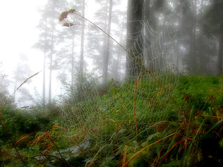 Image showing Spiderweb after rain