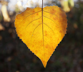 Image showing Beautiful yellow birch 