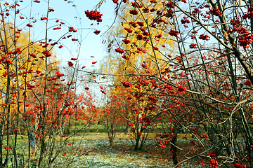 Image showing Large red rowan 