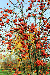 Image showing Large red rowan 