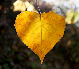 Image showing Beautiful yellow birch 