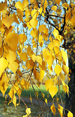 Image showing Beautiful yellow birch 