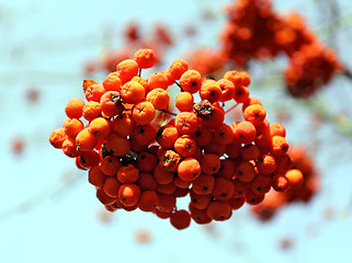 Image showing Large red rowan 