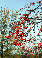 Image showing Large red rowan 