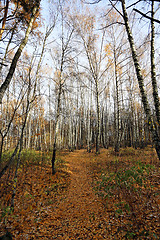 Image showing autumn landscape 