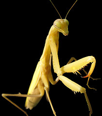 Image showing Mantis religiosa Isolated on black