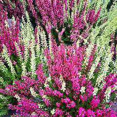 Image showing Colorful blooming heather