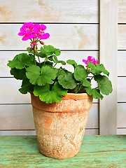 Image showing Blooming geranium in old clay pot