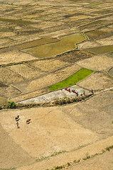 Image showing Fields in Nepal