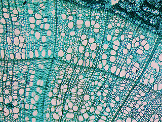 Image showing Tilia stem micrograph