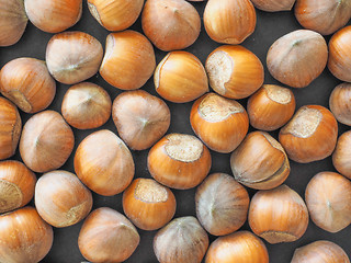 Image showing Hazelnut fruit