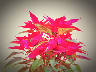 Image showing Poinsettia Christmas star