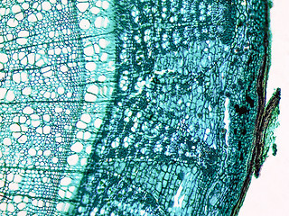 Image showing Tilia stem micrograph