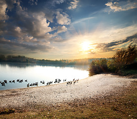 Image showing Geese in lake