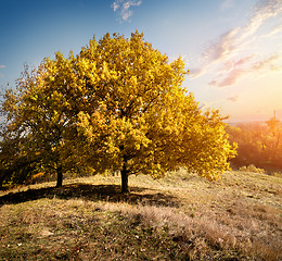 Image showing Trees on hill