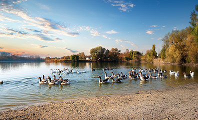 Image showing Floating geese