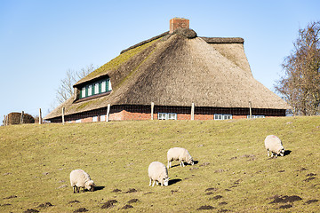 Image showing Sheep and house with thatched roof