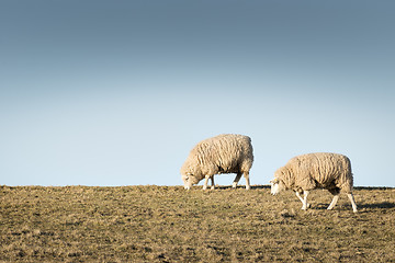 Image showing Two sheep