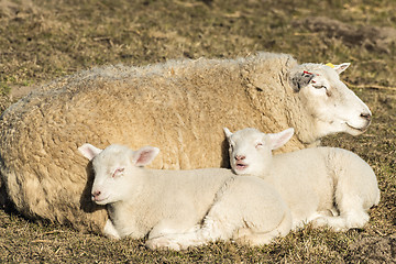 Image showing Sheep with lambs