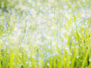 Image showing Fresh green meadow