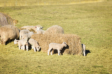 Image showing Sheep with lambs